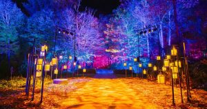 Harry Potter A Forbidden Forest Experience Chicago