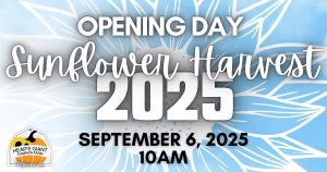 Heaps Sunflower harvest