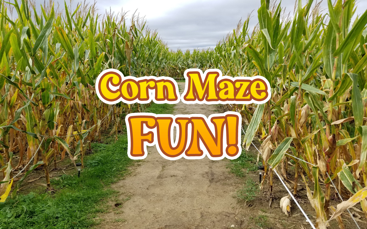 Didier Farms Happy Times Pumpkin Fest Lincolnshire Illinois