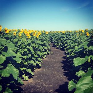 Heaps farm sunflower harvest
