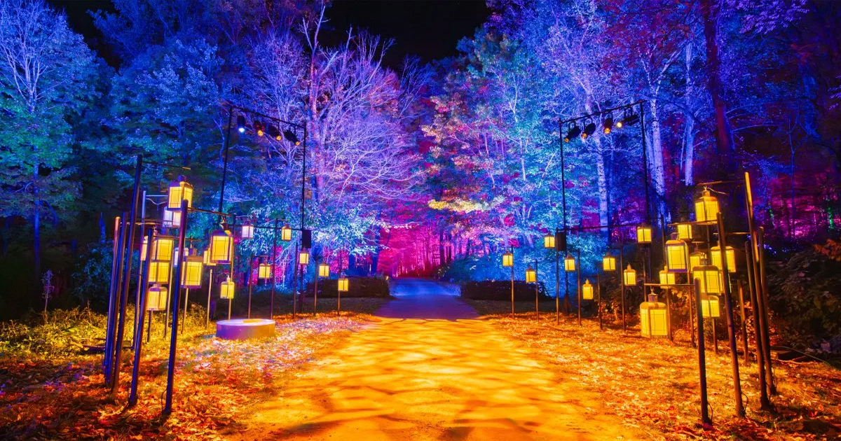 Harry Potter A Forbidden Forest Experience Chicago