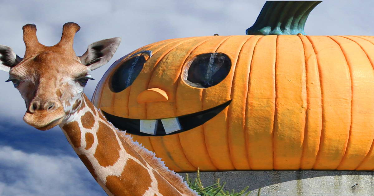 Goebberts Pumpkin Fest South Barrington