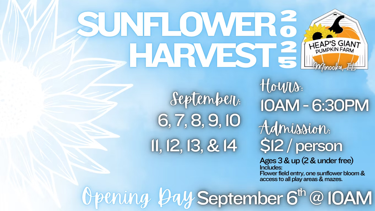 Heaps Farm Sunflower Harvest