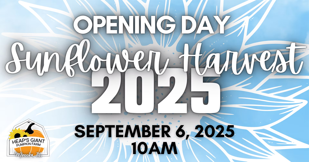 Heaps Sunflower harvest