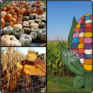 Didier Farms Pumpkin Patch