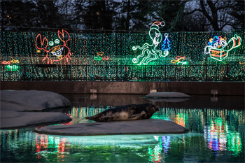 lincoln park zoo lights 