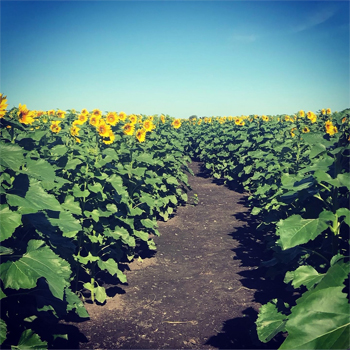 Heaps farm sunflower harvest
