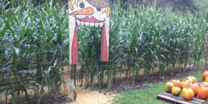 Daves Pumpkins Mini Corn Maze