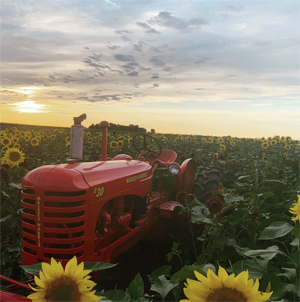 Heaps Farm Sunflower Harvest