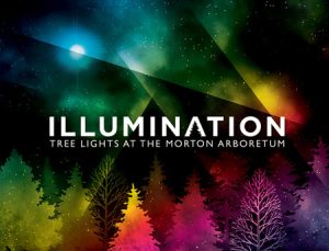 Morton Arboretum Illuminations Tree Lights