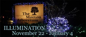 Morton Arboretum Tree Lights